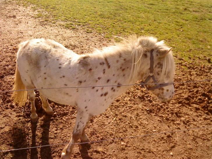 Besøg på Miniature Stutteri (: - Han hedder Figther & han er en knapper farvet Miniature Hingst billede 18