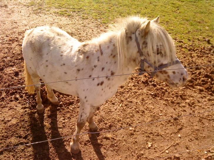 Besøg på Miniature Stutteri (: - Figther billede 19