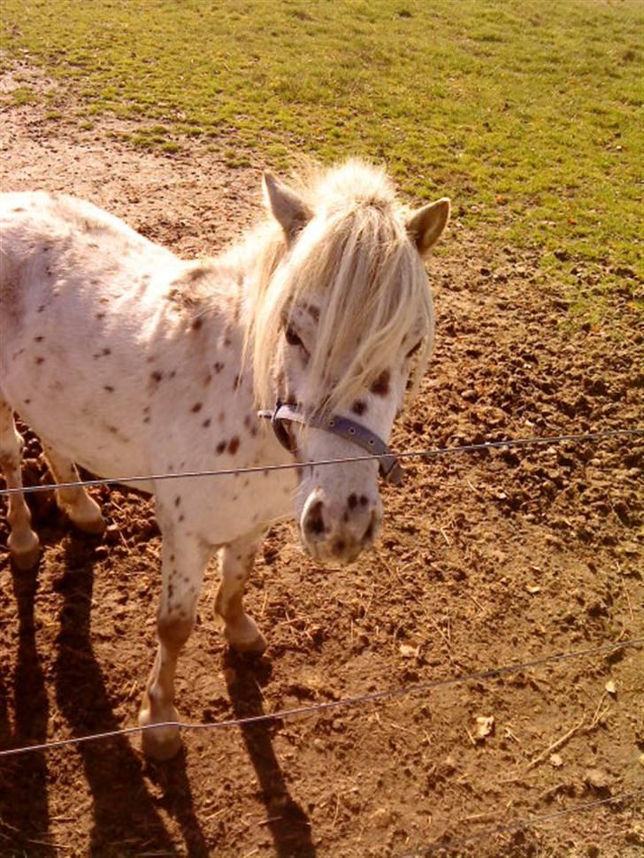 Besøg på Miniature Stutteri (: - Figther billede 20