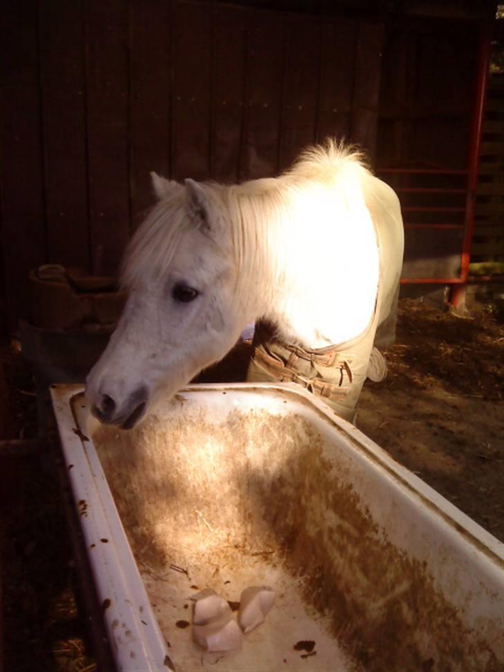 Besøg på Miniature Stutteri (: - Hun er 37 år gammel! Man kan godt se at hun er gammel, men ikke så gammel.. billede 21