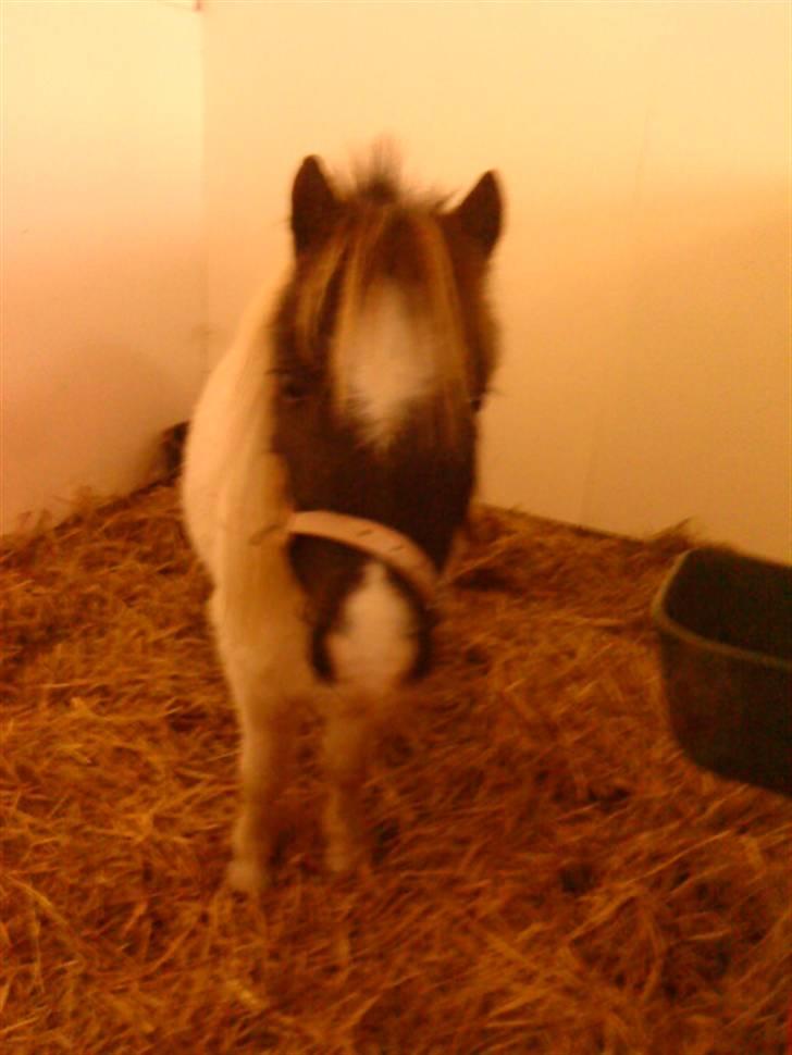 Besøg på Miniature Stutteri (: - Feline billede 22