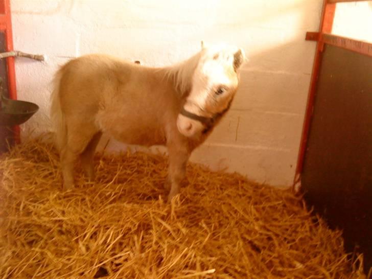 Besøg på Miniature Stutteri (: - Laura billede 24