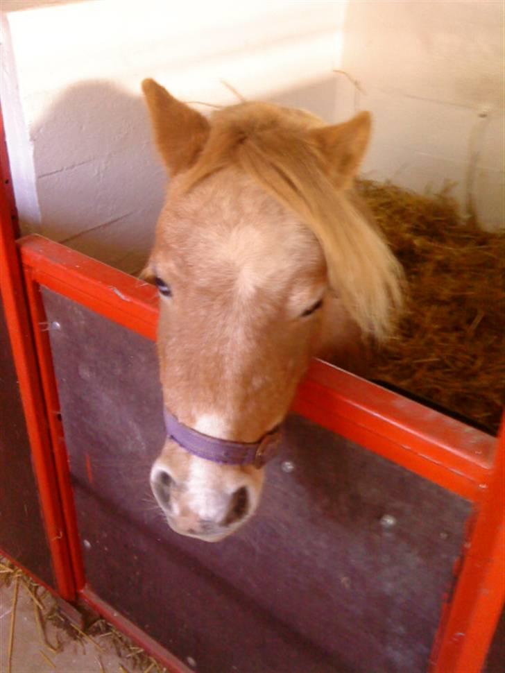 Besøg på Miniature Stutteri (: billede 25