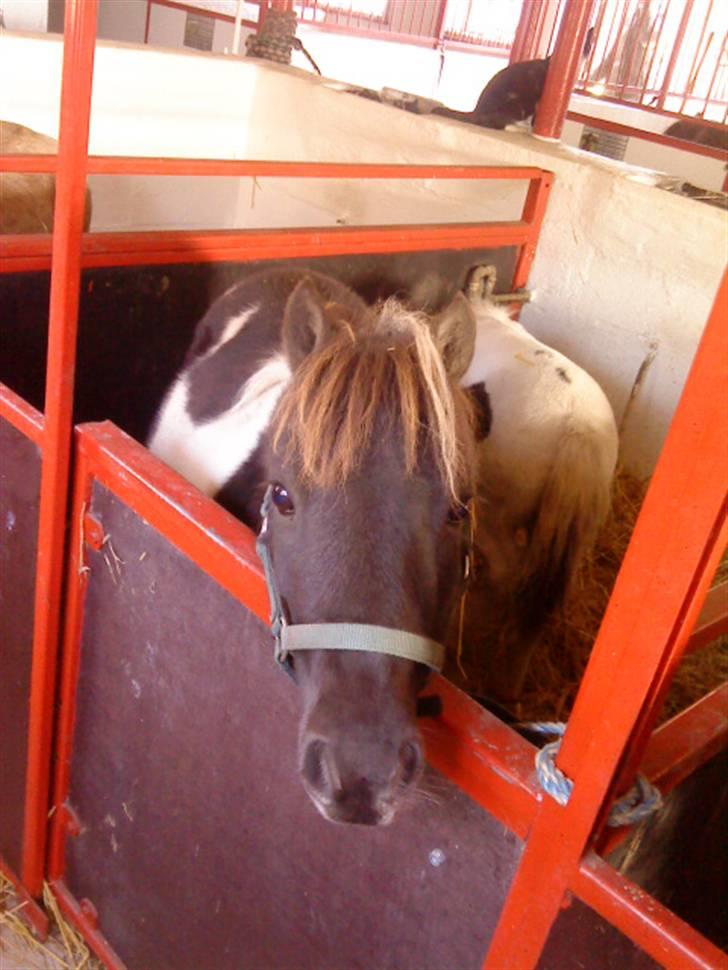 Besøg på Miniature Stutteri (: billede 26