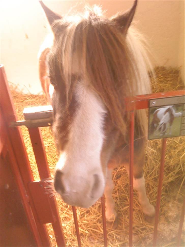 Besøg på Miniature Stutteri (: billede 27