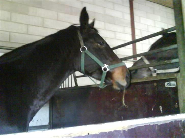 Jelling Ridecenter - Praktik - Den gamle fine DV, Apostrof sjovgaard,,
Hun er squ sød,, :) billede 1