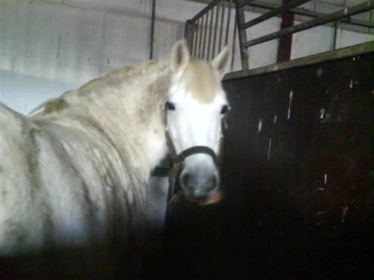 Jelling Ridecenter - Praktik - Arabella, den lille tykke pony tøs,, billede 2