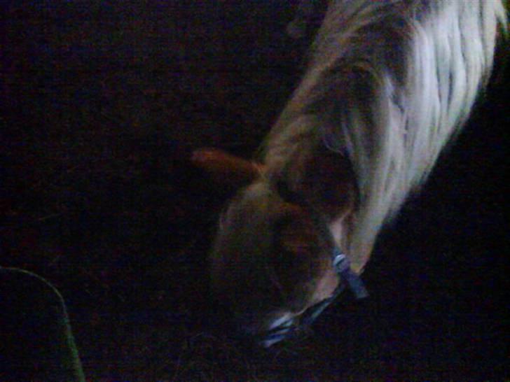 Jelling Ridecenter - Praktik - Arion,, billede 3