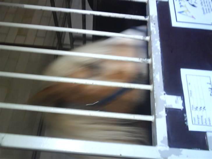 Jelling Ridecenter - Praktik - Arion,, billede 4