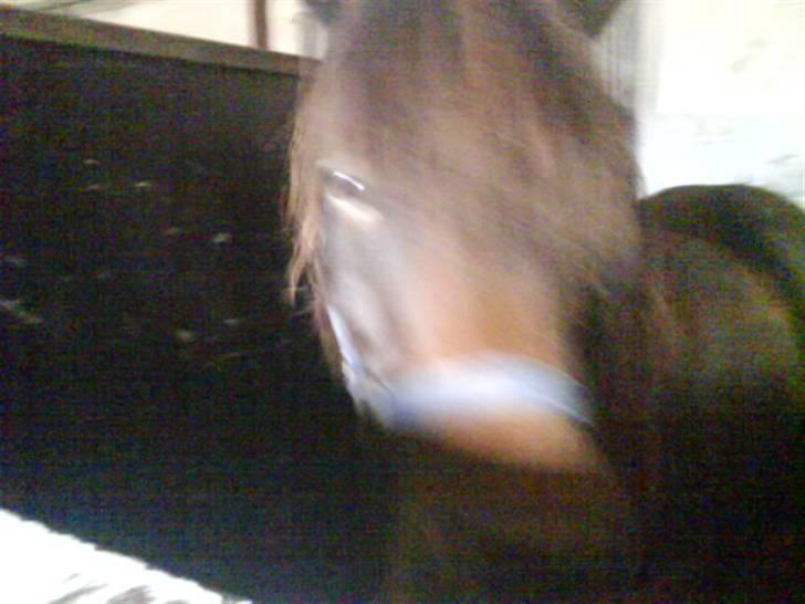 Jelling Ridecenter - Praktik - Basse, den søde lille fyr de har på prøve, som de nok køber,, :) billede 5