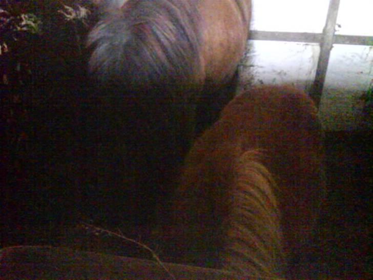 Jelling Ridecenter - Praktik - Basse og lille Lucaz,, billede 6