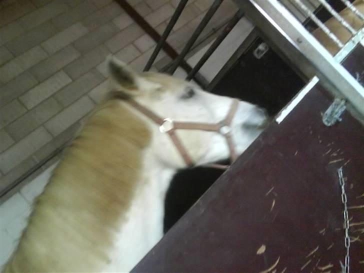 Jelling Ridecenter - Praktik - Charmeur, den dejlige dreng, han er squ så sød,, :] billede 7