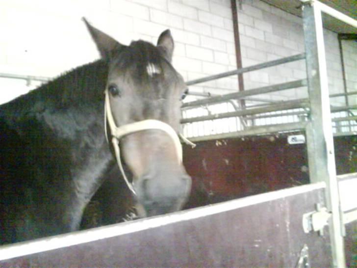 Jelling Ridecenter - Praktik - Fabella donaschja, deres anden gamle fine DV,, :) billede 8