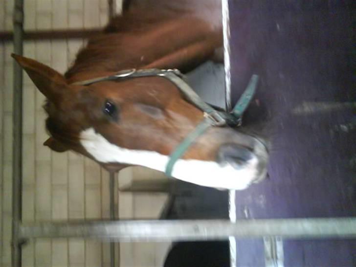 Jelling Ridecenter - Praktik - Fraqua, den fine tøs,, billede 9