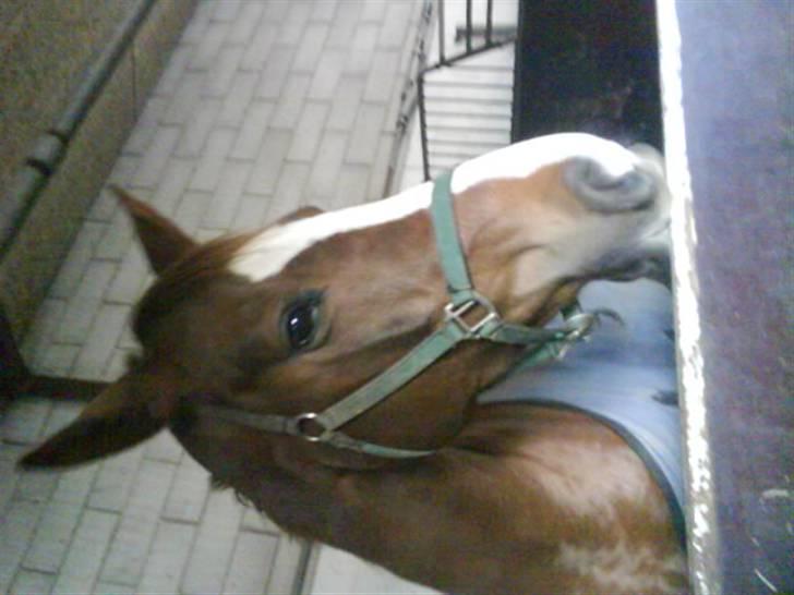 Jelling Ridecenter - Praktik - Fraqua igen, hun er så smuk,, :) billede 10