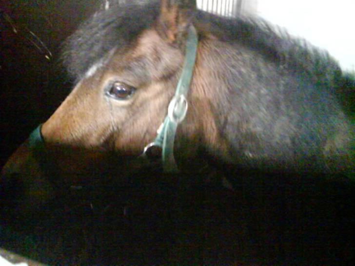 Jelling Ridecenter - Praktik - Helmer, elsker ham, han er SÅ kær!! :D billede 11