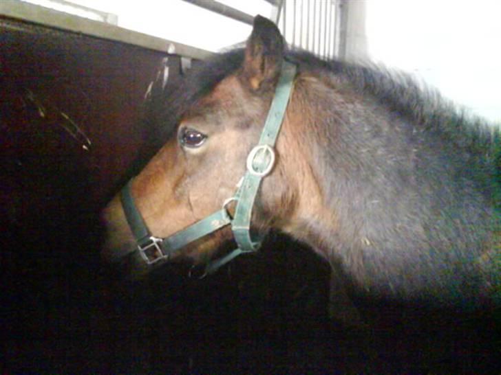 Jelling Ridecenter - Praktik - Helmer igen,, billede 12