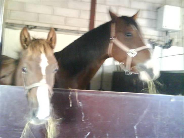 Jelling Ridecenter - Praktik - Kataya og følle,, billede 13