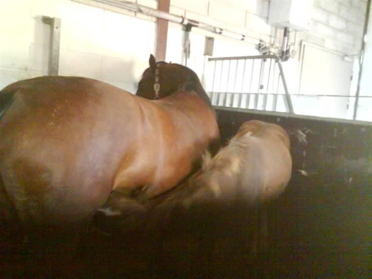 Jelling Ridecenter - Praktik - Kataya og følle igen,, :) billede 14