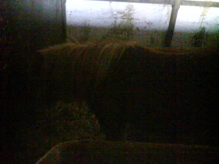 Jelling Ridecenter - Praktik - Lucaz, den ene af deres små fede Shetlændere,, De er så søde,, :) billede 15