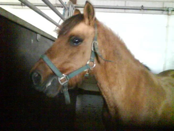 Jelling Ridecenter - Praktik - Pop,, billede 16