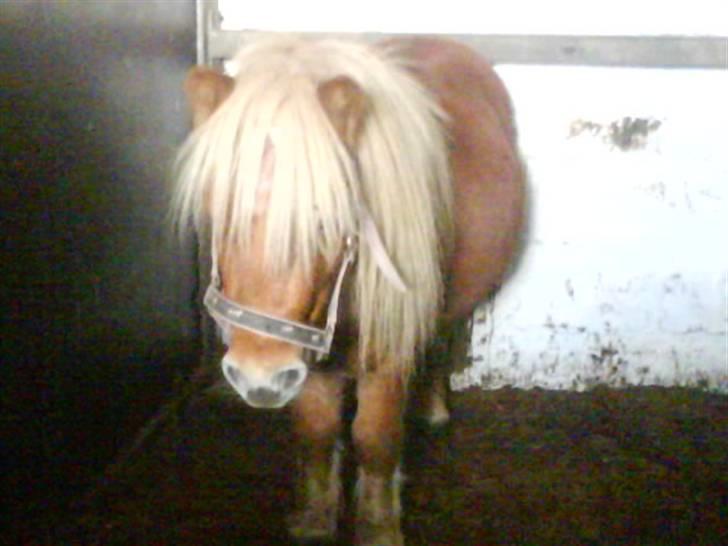 Jelling Ridecenter - Praktik - Højgaard's Spirit,, Min festival buddy,, xP
Den anden af deres små fede Shetlændere,,
ELSKER ham, han er bare den mest nuttede lille pony, kidnapper ham en dag,, :D billede 17