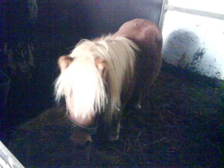 Jelling Ridecenter - Praktik - Spirit igen,, Han er bare nutter,, :D billede 18