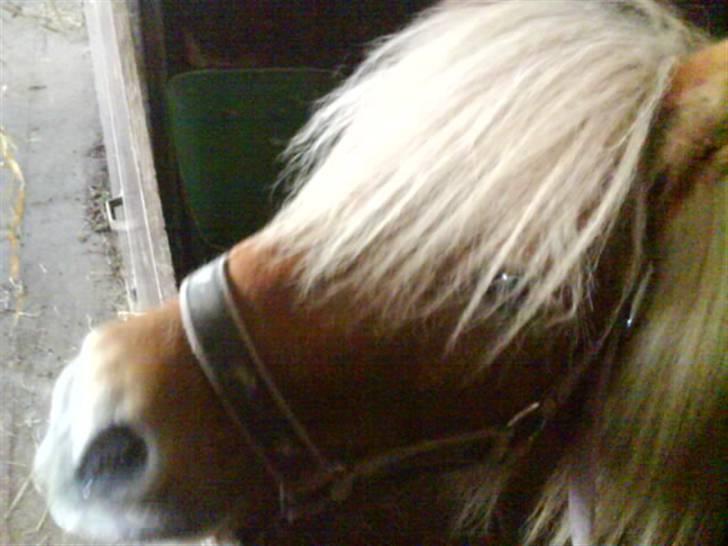 Jelling Ridecenter - Praktik - Lille fine Spirit igen,, Er han ikk bare kær?? :'D billede 19