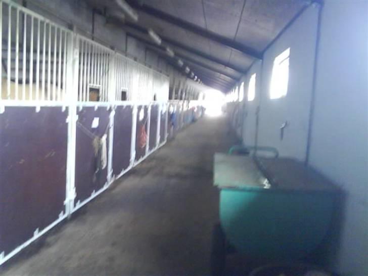 Jelling Ridecenter - Praktik - Stald gangen (stald1),, billede 20