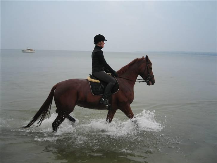 Tur til Hvidbjerg strand (Vejle) - 1. gang hun er i vandet. MEGET mærkelig synes hun. billede 3