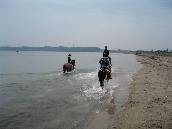 Tur til Hvidbjerg strand (Vejle) - Tur hen af Hvidbjerg fladstrand .. billede 4