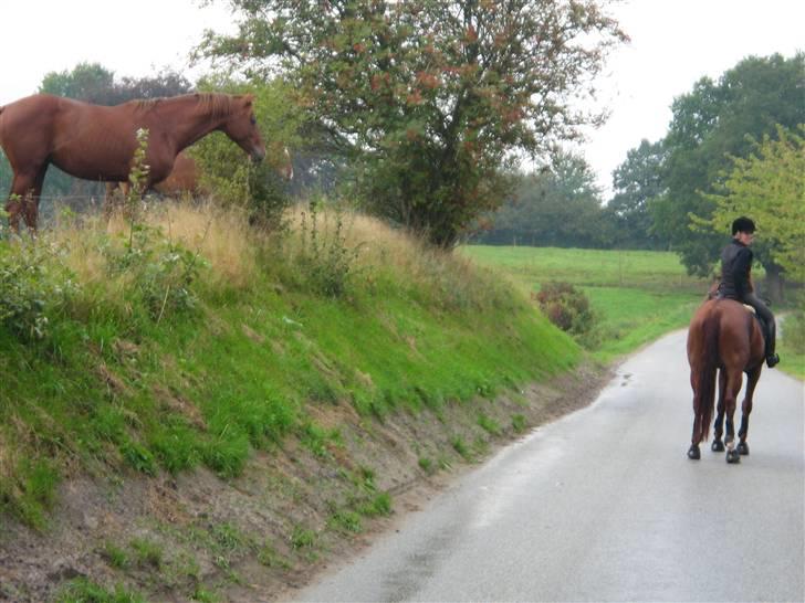Tur til Hvidbjerg strand (Vejle) billede 9