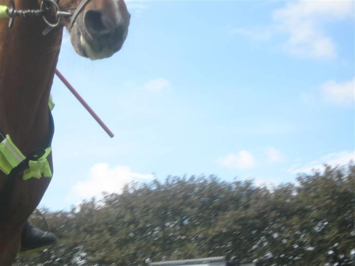 Gørlev Heste-og kræmmermarked :D billede 17