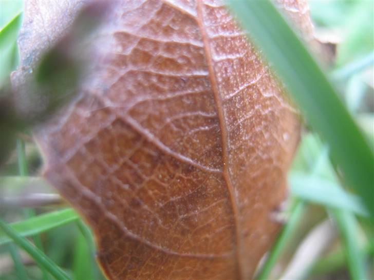 Gørlev Heste-og kræmmermarked :D billede 38