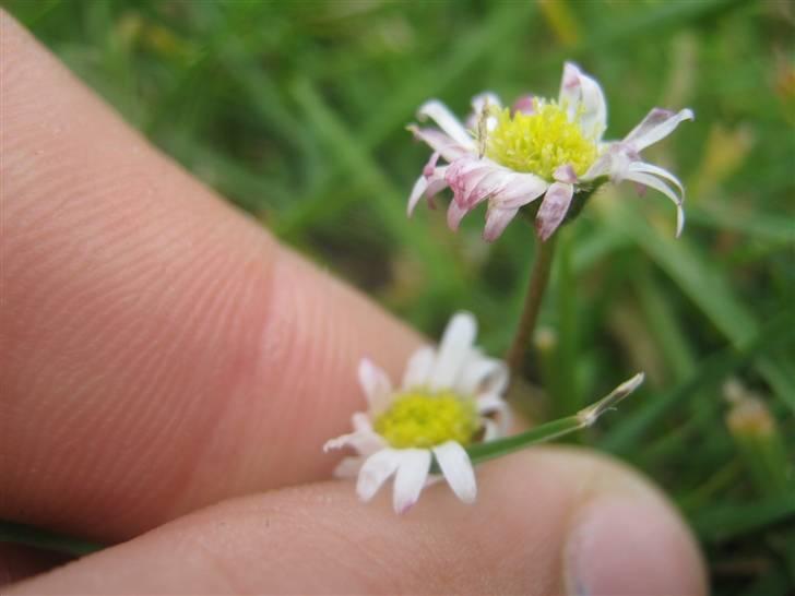 Gørlev Heste-og kræmmermarked :D billede 39