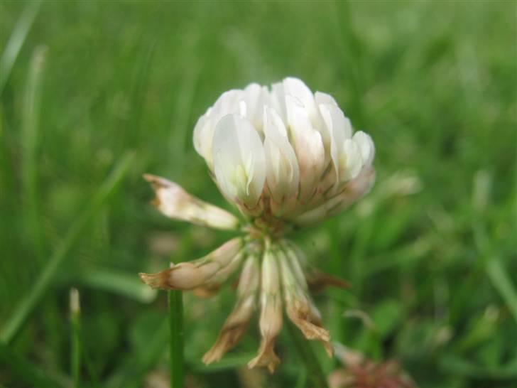 Gørlev Heste-og kræmmermarked :D billede 40