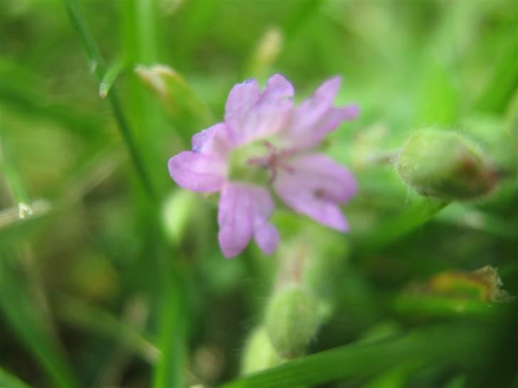 Gørlev Heste-og kræmmermarked :D billede 41