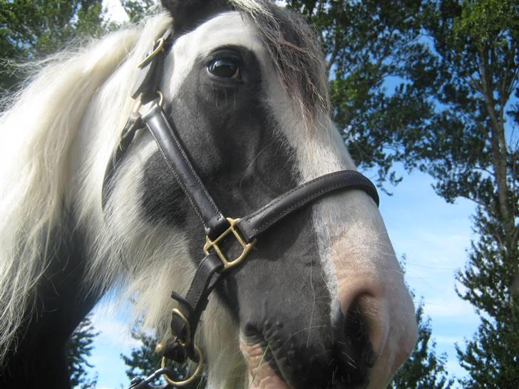 Gørlev Heste-og kræmmermarked :D billede 271