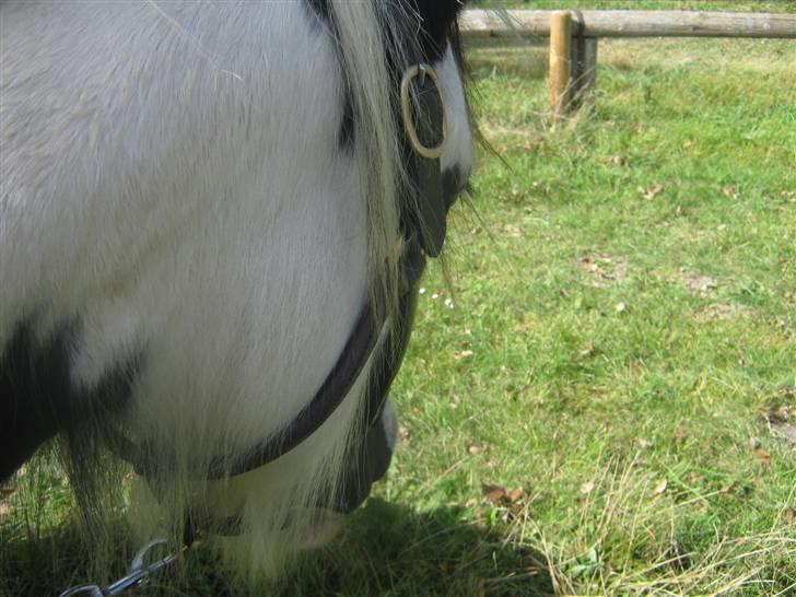 Gørlev Heste-og kræmmermarked :D billede 272