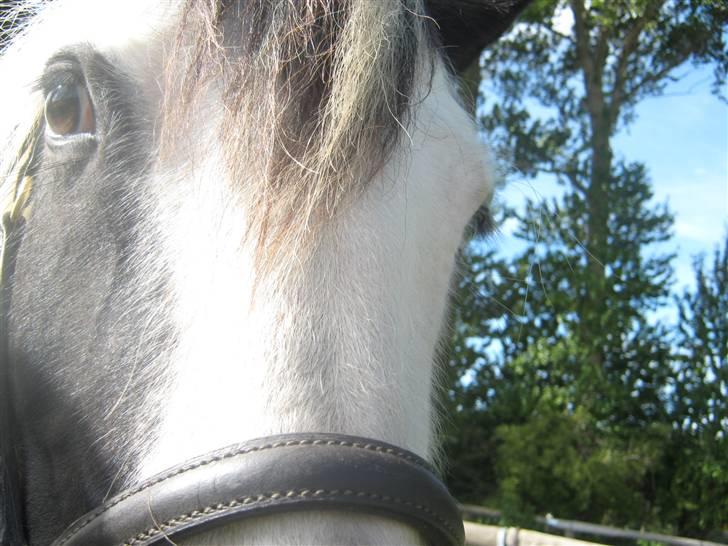 Gørlev Heste-og kræmmermarked :D billede 273