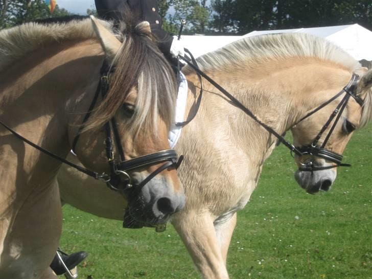 Gørlev Heste-og kræmmermarked :D billede 313