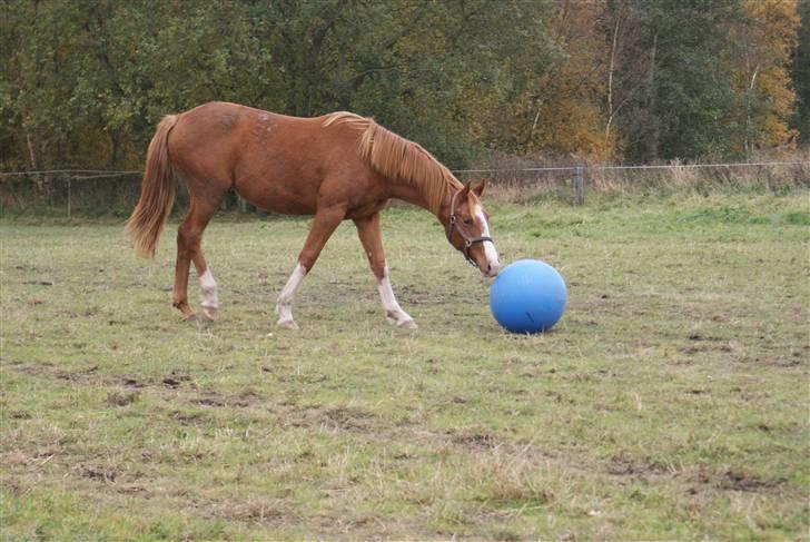 Vanilla har lært at spille fodbold <33 :)  billede 12