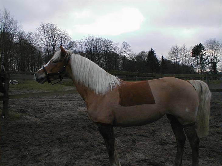 {{currentPhoto.altText}} billede {{currentPhoto.number}}