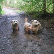 7 hvalpe - profilbilleder.