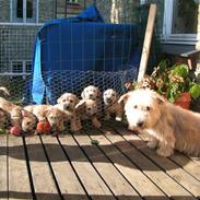 7 hvalpe - profilbilleder.