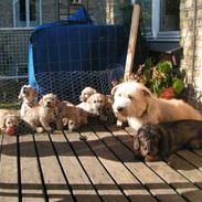 7 hvalpe - profilbilleder.