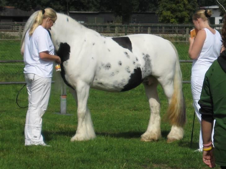 Kåring i NSvT Holland 15 sept. 07 - Hoppe af typen cob billede 5