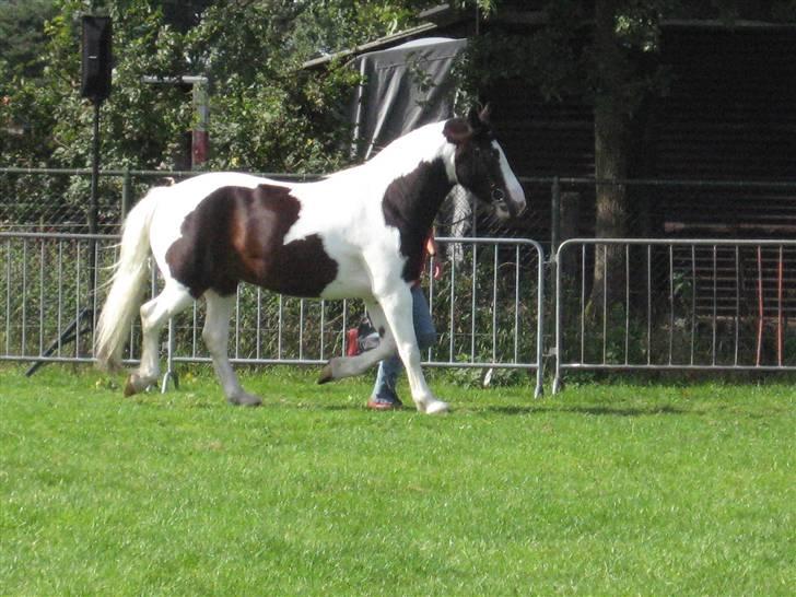 Kåring i NSvT Holland 15 sept. 07 - Hoppe af typen grai billede 9