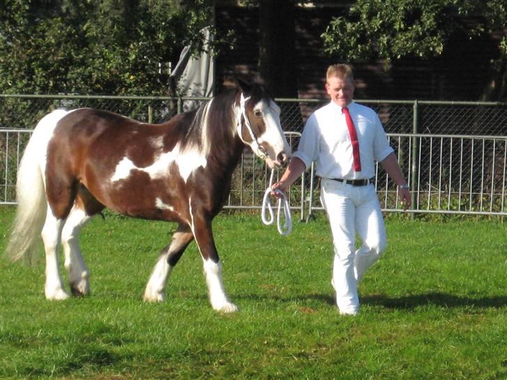 Kåring i NSvT Holland 15 sept. 07 - Hoppe af typen grai billede 8