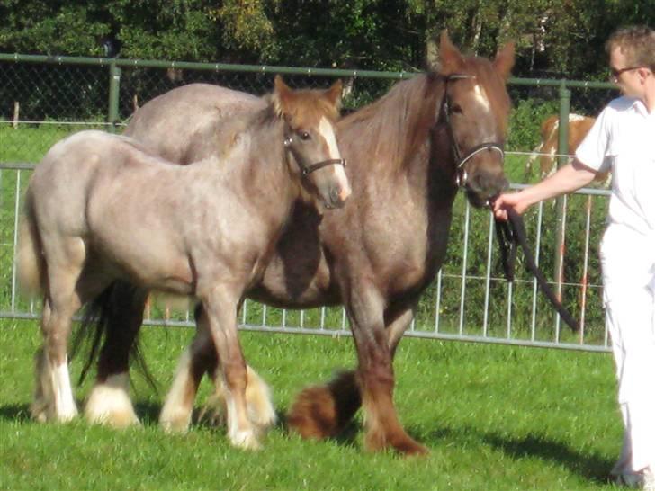 Kåring i NSvT Holland 15 sept. 07 - Hoppe af typen cob billede 4